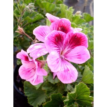 Geranium silice, 10 ml