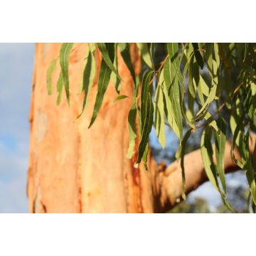 Eukalyptová silice, 30 ml
