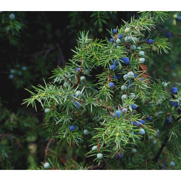 Silice z plodů jalovce, 10 ml