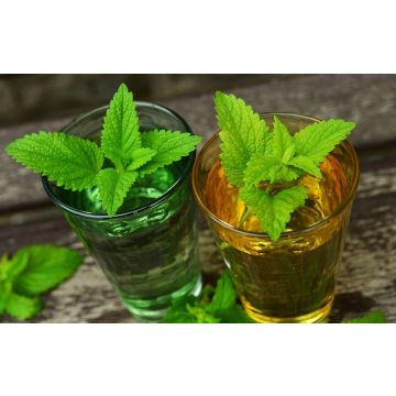 Meduňkový extrakt, 35 ml