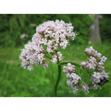 BIO Kozlík 60 g