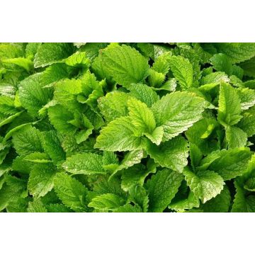 Meduňková silice 100 ml