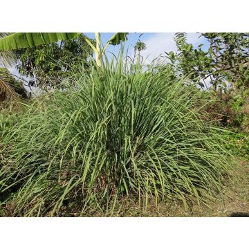 Silice Citronela, 500 ml